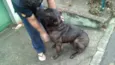 GIGANTE NEGRO