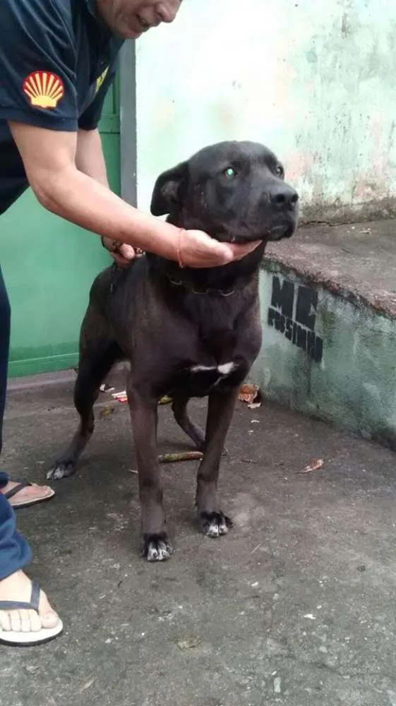 Cachorro ra a SRD idade 2 anos nome GIGANTE NEGRO