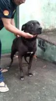 GIGANTE NEGRO
