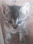 Gato