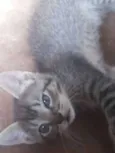 Gato