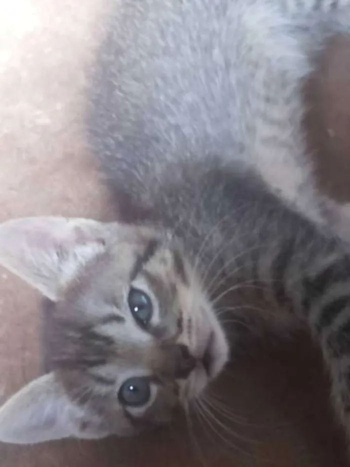 Gato ra a  idade Abaixo de 2 meses nome Gato