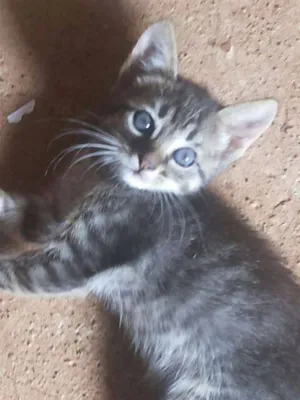 Gato raça  idade Abaixo de 2 meses nome Gato