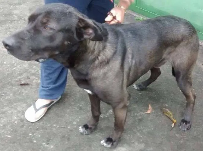 Cachorro ra a SRD idade 2 anos nome GIGANTE NEGRO