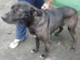 GIGANTE NEGRO