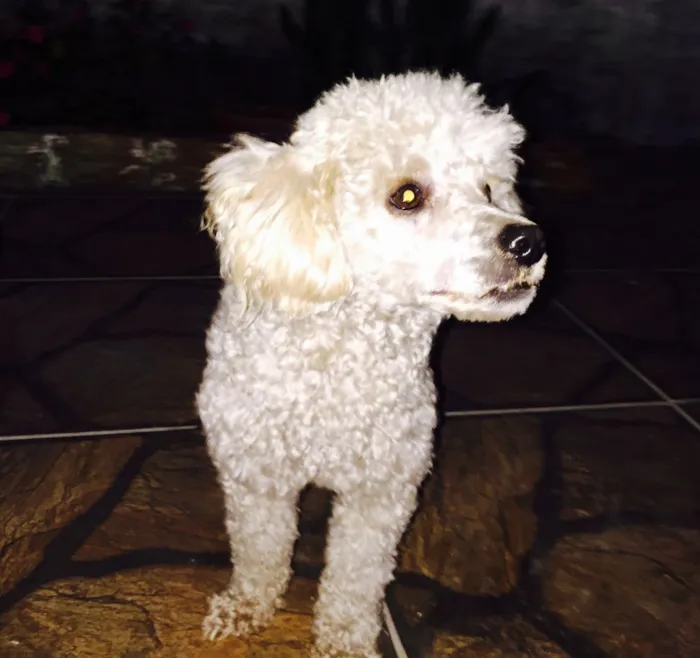 Cachorro ra a Poodle  idade 7 a 11 meses nome " Cristoph " 