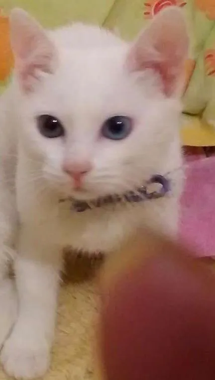 Gato ra a Seames idade 7 a 11 meses nome Branca