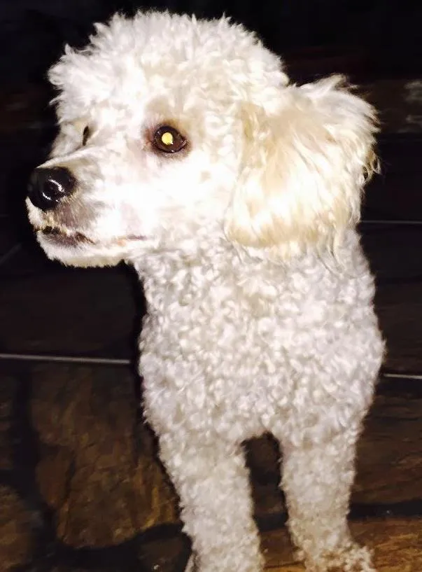 Cachorro ra a Poodle  idade 7 a 11 meses nome " Cristoph " 