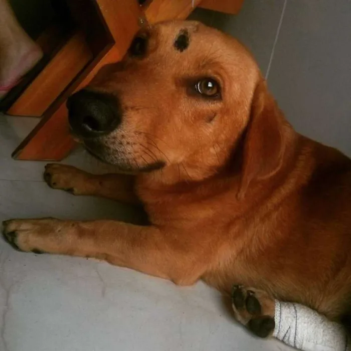 Cachorro ra a Vira lata idade nome Rufles