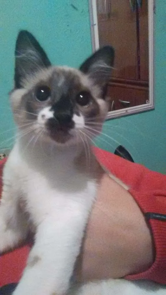 Gato ra a Siamês idade 2 a 6 meses nome Nina