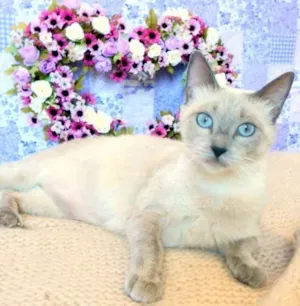 Gato raça SRD idade 2 anos nome Serena - castrada, 