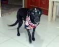 Lola