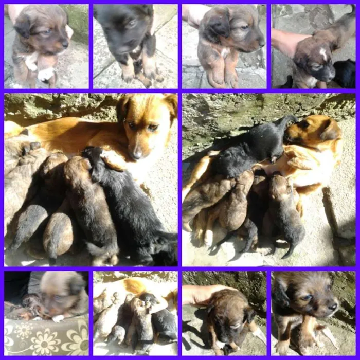 Cachorro ra a vira lata  idade 7 a 11 meses nome filhotes