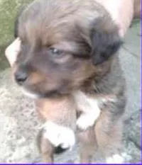Cachorro raça vira lata  idade 7 a 11 meses nome filhotes