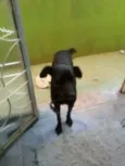 Laila 