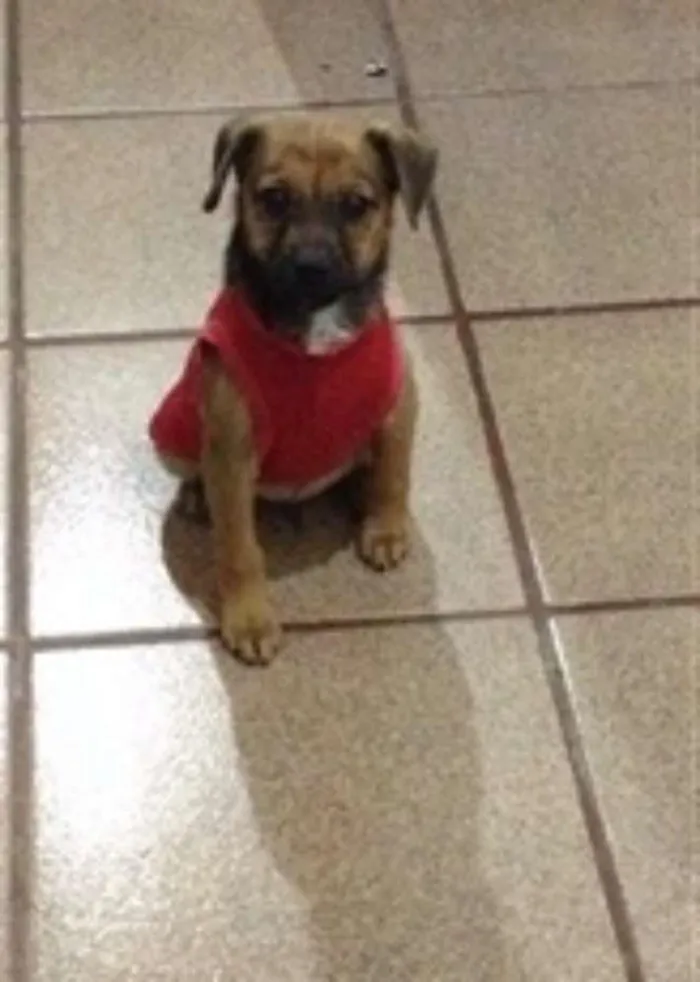 Cachorro ra a não definida idade 2 a 6 meses nome Nino
