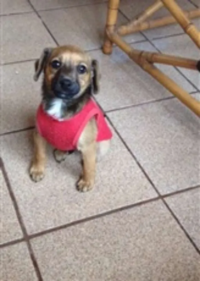 Cachorro ra a não definida idade 2 a 6 meses nome Nino