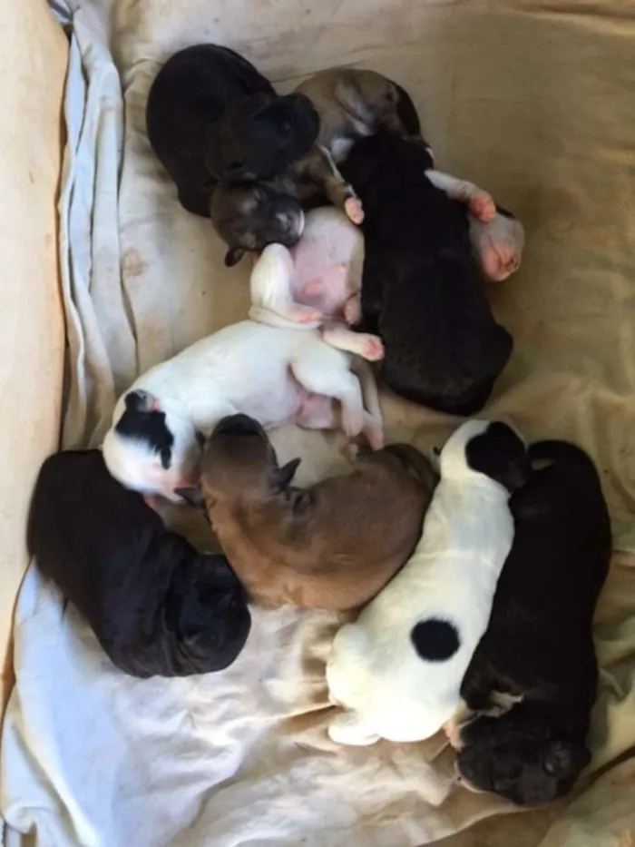 Cachorro ra a NAO idade Abaixo de 2 meses nome VIRA LATA