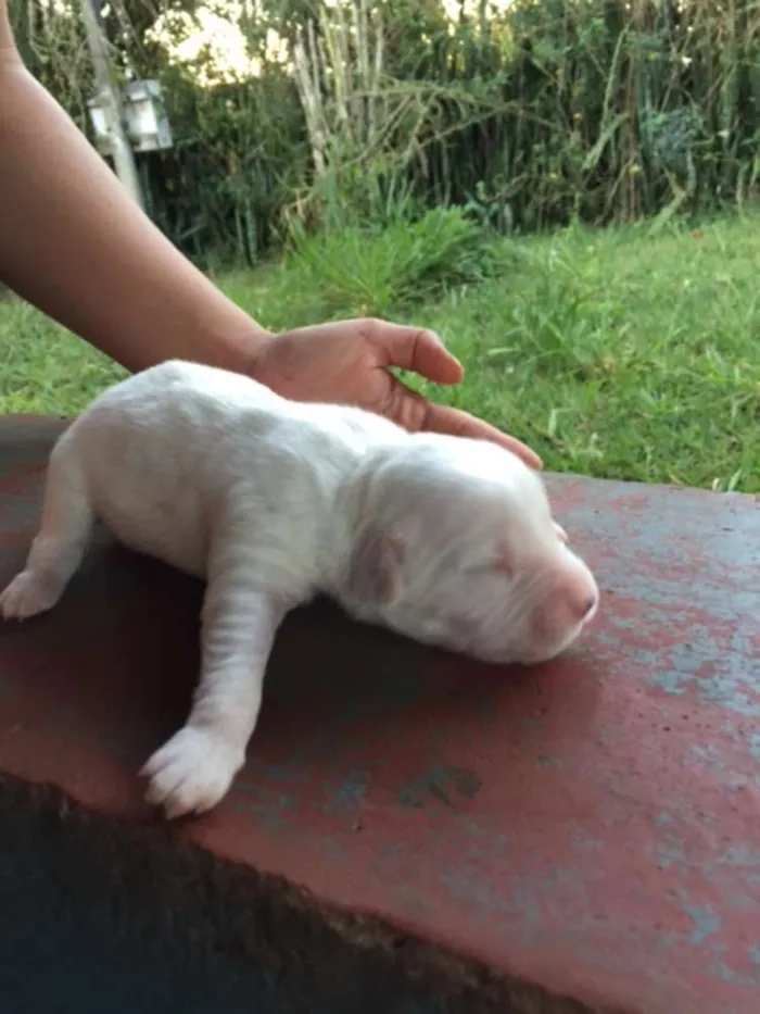 Cachorro ra a NAO idade Abaixo de 2 meses nome VIRA LATA
