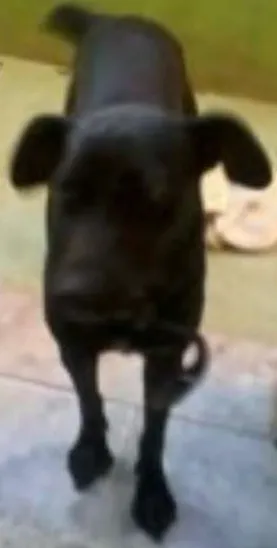 Cachorro raça indefinida  idade Abaixo de 2 meses nome Laila 