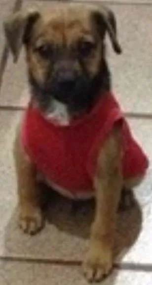 Cachorro ra a não definida idade 2 a 6 meses nome Nino
