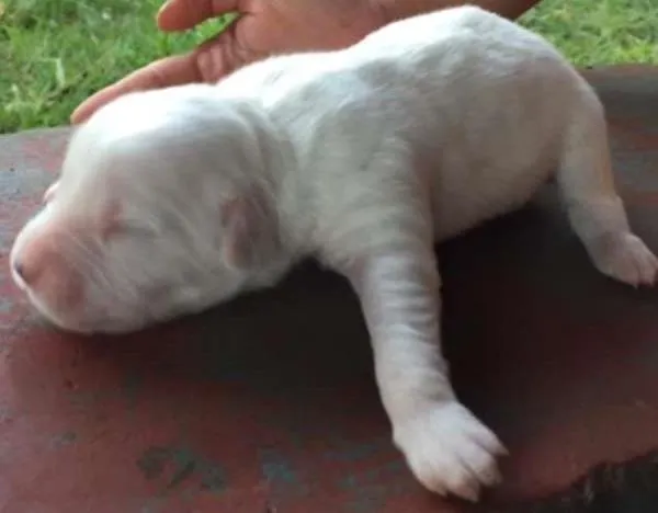 Cachorro ra a NAO idade Abaixo de 2 meses nome VIRA LATA