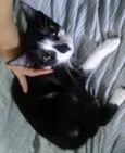 Gatinhos abandonados