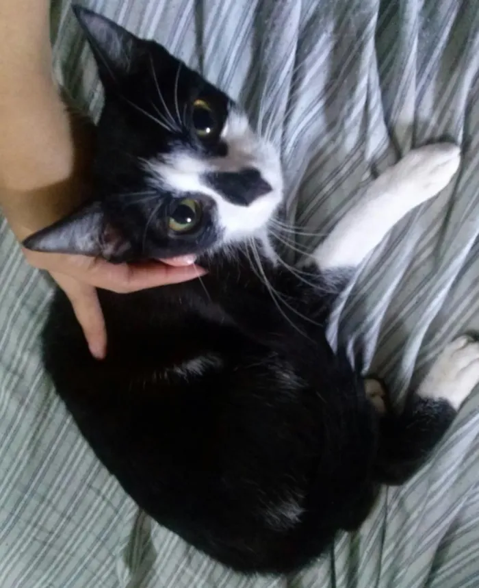 Gato ra a viralata idade 7 a 11 meses nome Gatinhos abandonados