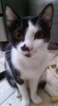 Gatinhos abandonados