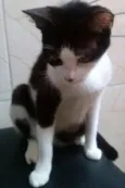 Gatinhos abandonados