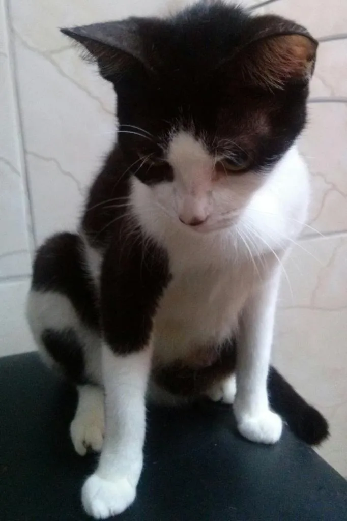Gato ra a viralata idade 7 a 11 meses nome Gatinhos abandonados