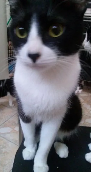 Gato raça viralata idade 7 a 11 meses nome Gatinhos abandonados