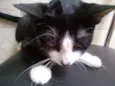 Gatinhos abandonados