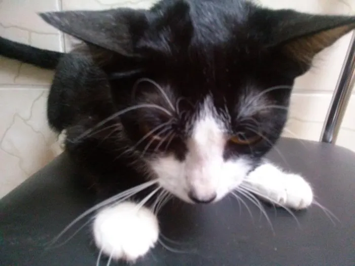 Gato ra a viralata idade 7 a 11 meses nome Gatinhos abandonados