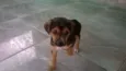Boby