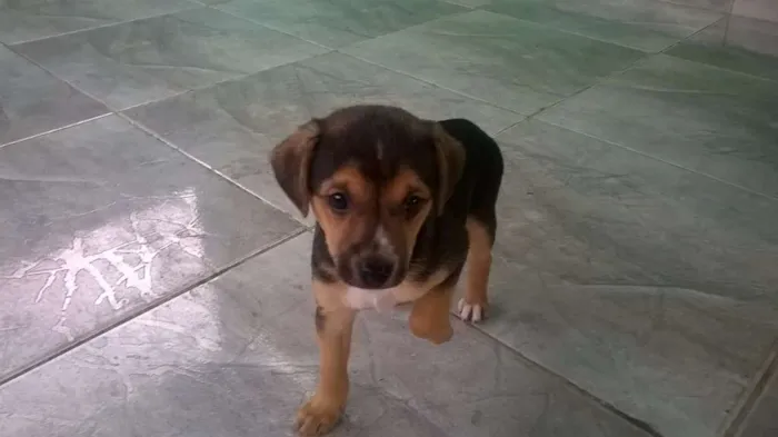 Cachorro ra a SRD idade 2 a 6 meses nome Boby