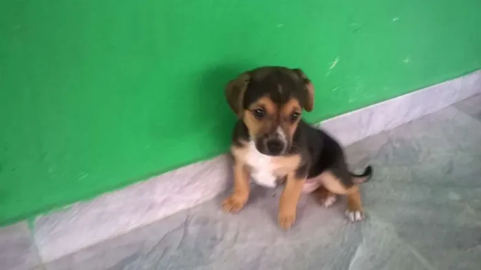 Cachorro ra a SRD idade 2 a 6 meses nome Boby