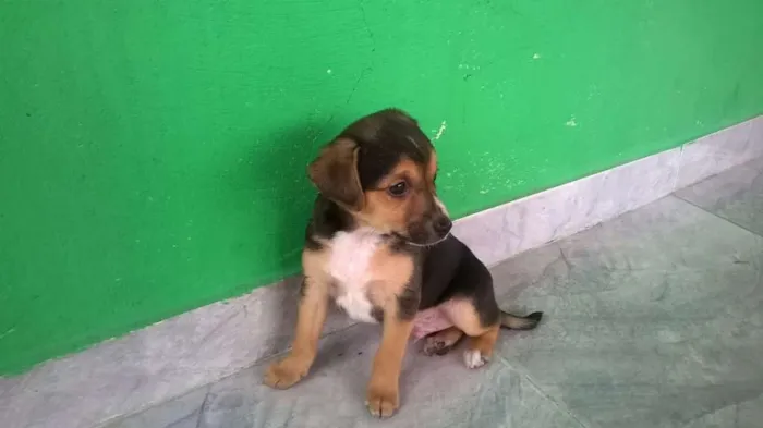 Cachorro ra a SRD idade 2 a 6 meses nome Boby