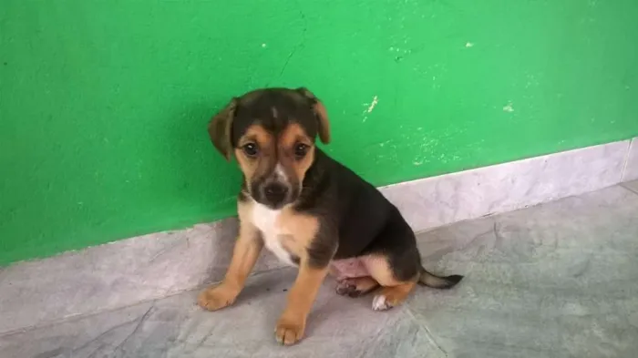 Cachorro ra a SRD idade 2 a 6 meses nome Boby