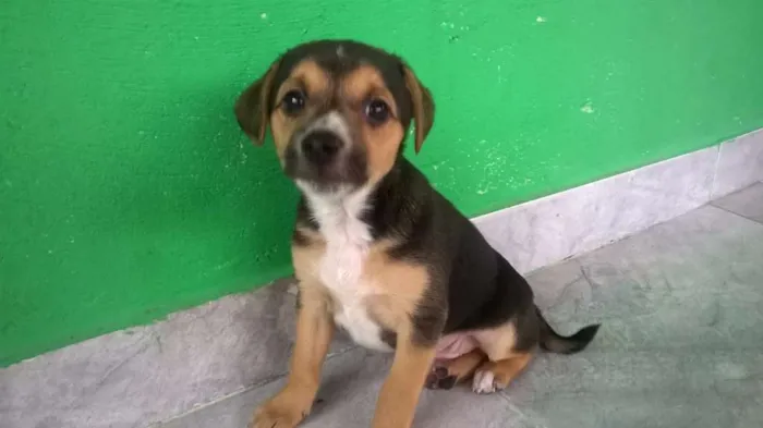 Cachorro ra a SRD idade 2 a 6 meses nome Boby