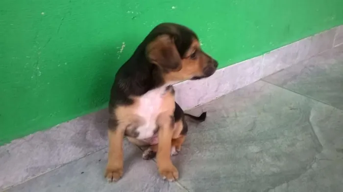 Cachorro ra a SRD idade 2 a 6 meses nome Boby