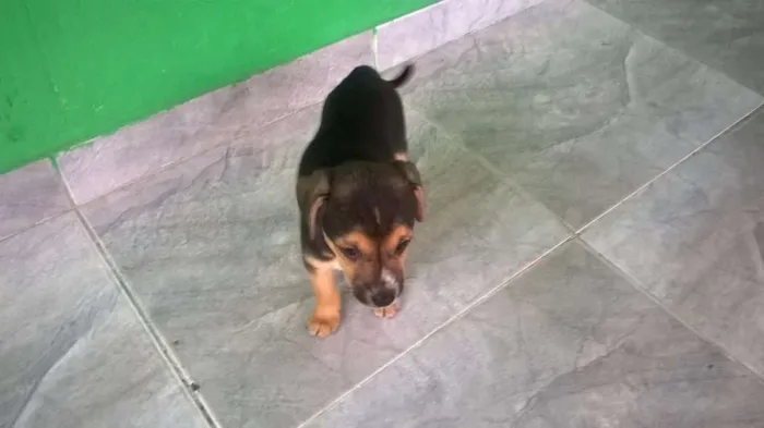 Cachorro ra a SRD idade 2 a 6 meses nome Boby
