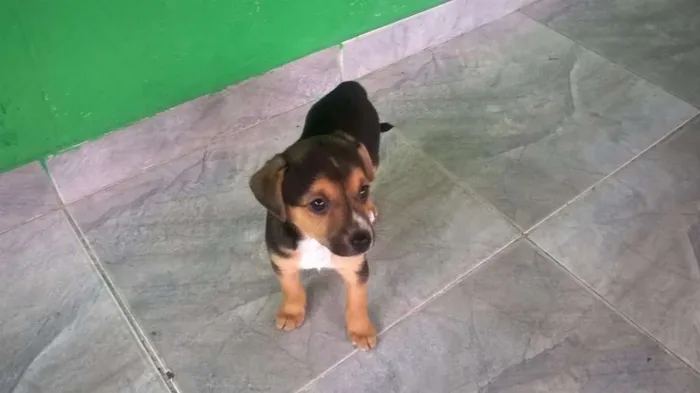 Cachorro ra a SRD idade 2 a 6 meses nome Boby