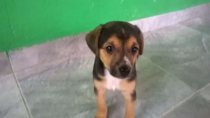 Cachorro ra a SRD idade 2 a 6 meses nome Boby