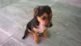 Boby