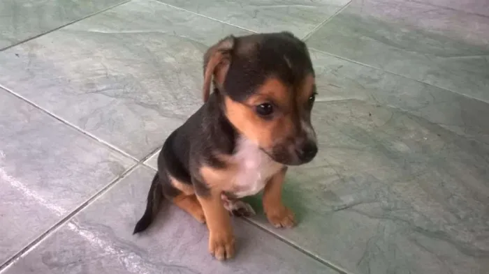 Cachorro ra a SRD idade 2 a 6 meses nome Boby