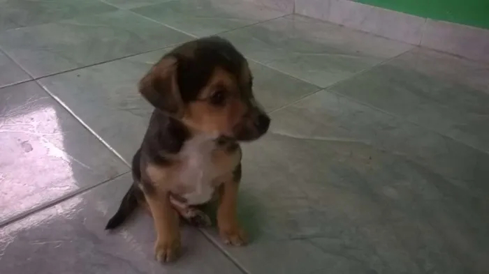 Cachorro ra a SRD idade 2 a 6 meses nome Boby