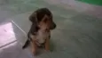 Boby