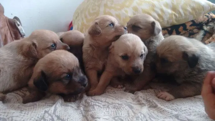 Cachorro ra a  idade Abaixo de 2 meses nome a escolha sera de q