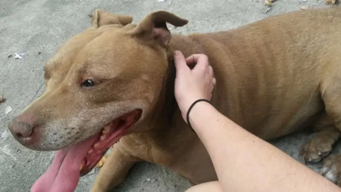 Cachorro ra a Pitbull idade 6 ou mais anos nome Neguinha